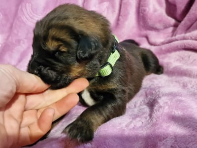 Les chiots de Dogue du Tibet