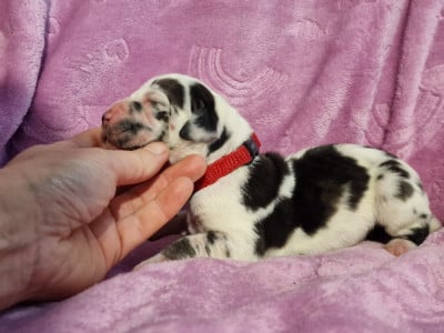 Les chiots de Dogue allemand
