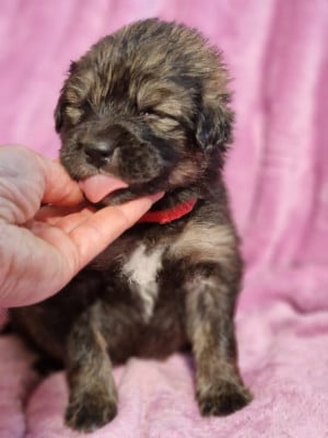 Les chiots de Dogue du Tibet