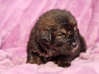 Les chiots de Dogue du Tibet