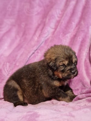 Les chiots de Dogue du Tibet