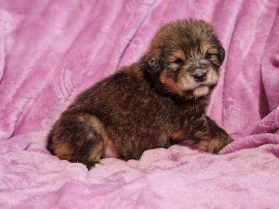 Les chiots de Dogue du Tibet