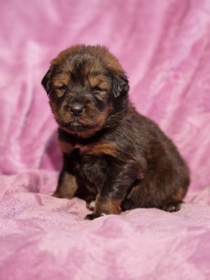 Les chiots de Dogue du Tibet