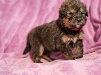Les chiots de Dogue du Tibet