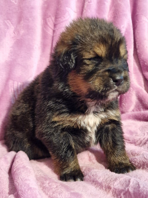 Les chiots de Dogue du Tibet