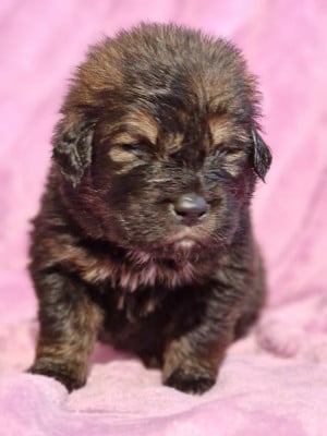 Les chiots de Dogue du Tibet