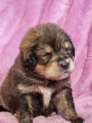 Les chiots de Dogue du Tibet