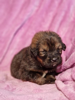 Les chiots de Dogue du Tibet