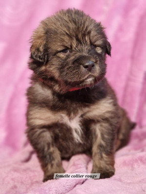 Les chiots de Dogue du Tibet