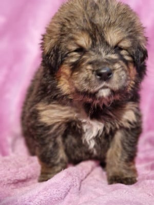 Les chiots de Dogue du Tibet