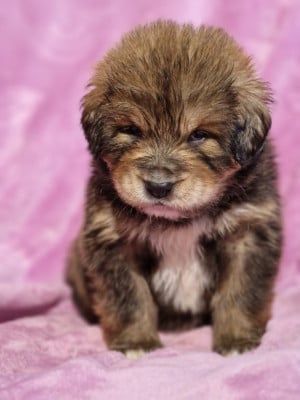 Les chiots de Dogue du Tibet