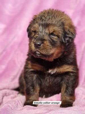Les chiots de Dogue du Tibet