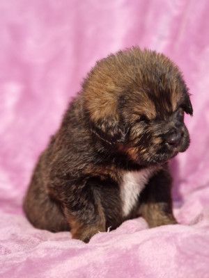 Les chiots de Dogue du Tibet