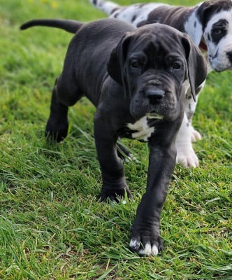 Les chiots de Dogue allemand