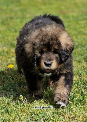 Les chiots de Dogue du Tibet