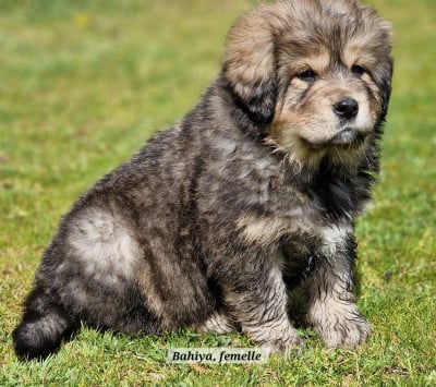 Les chiots de Dogue du Tibet