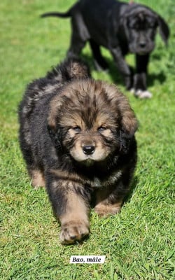 Les chiots de Dogue du Tibet