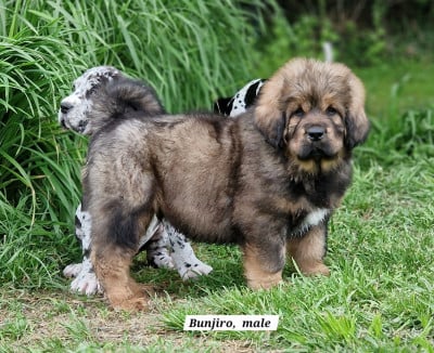 Les chiots de Dogue du Tibet