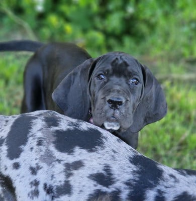 Les chiots de Dogue allemand