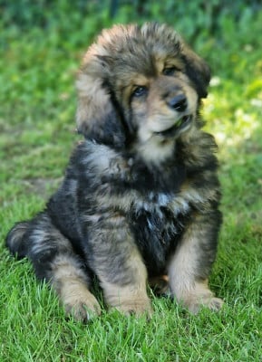 Les chiots de Dogue du Tibet