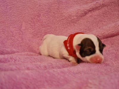 Les chiots de Jack Russell Terrier