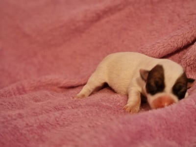 Les chiots de Jack Russell Terrier