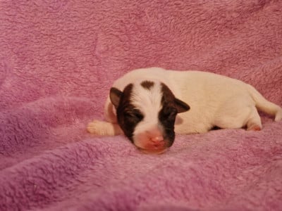 Les chiots de Jack Russell Terrier