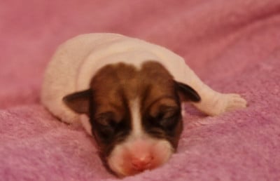 Les chiots de Jack Russell Terrier