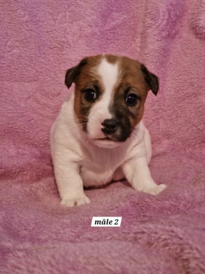 Les chiots de Jack Russell Terrier