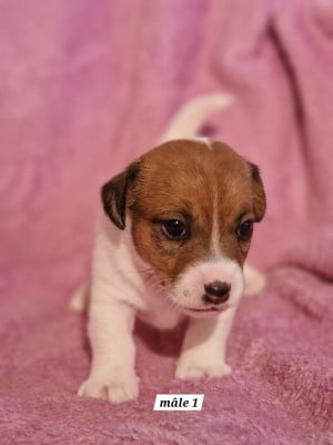 Les chiots de Jack Russell Terrier
