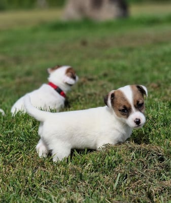 Les chiots de Jack Russell Terrier