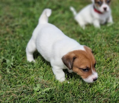Les chiots de Jack Russell Terrier
