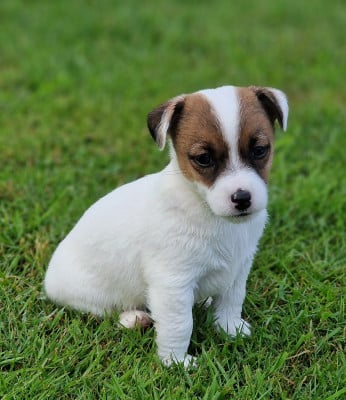 Les chiots de Jack Russell Terrier
