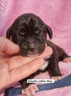 Les chiots de Dogue allemand