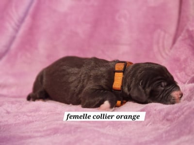 Les chiots de Dogue allemand