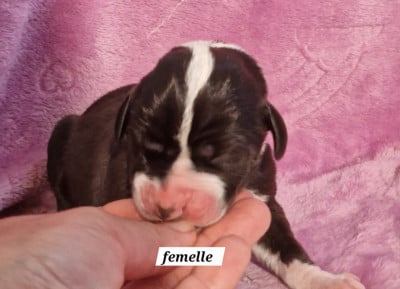 Les chiots de Dogue allemand