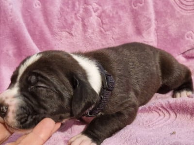 Les chiots de Dogue allemand