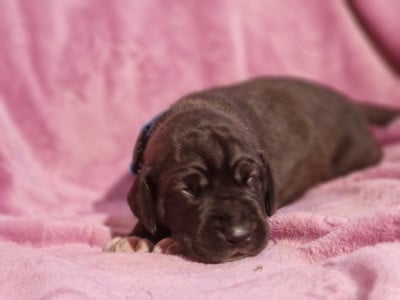 Les chiots de Dogue allemand