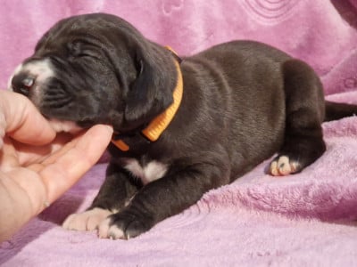 Les chiots de Dogue allemand