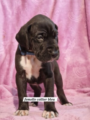Les chiots de Dogue allemand