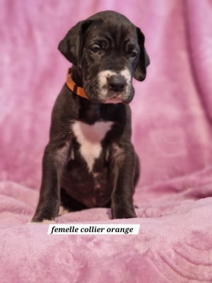 Les chiots de Dogue allemand
