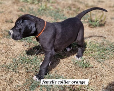 Les chiots de Dogue allemand