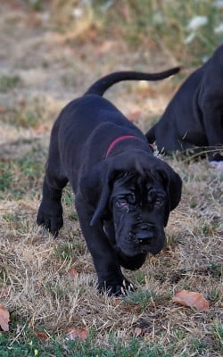 Les chiots de Dogue allemand