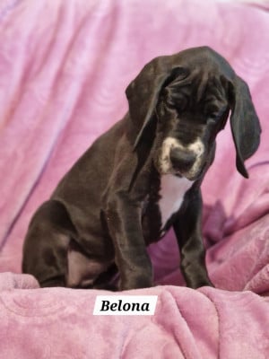 Les chiots de Dogue allemand