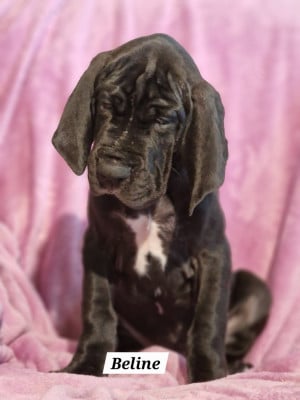 Les chiots de Dogue allemand