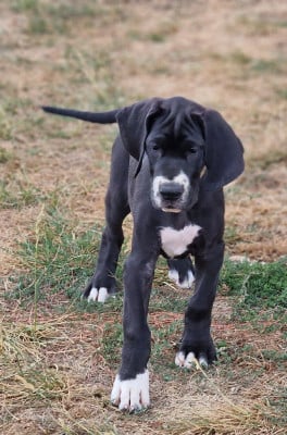 Les chiots de Dogue allemand