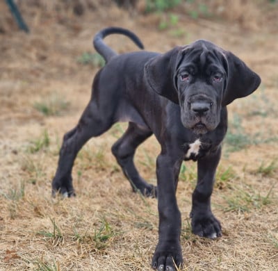 Les chiots de Dogue allemand