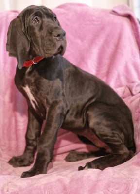 Les chiots de Dogue allemand