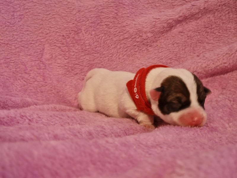 Jack Russell Terrier - du domaine du rupt de mad