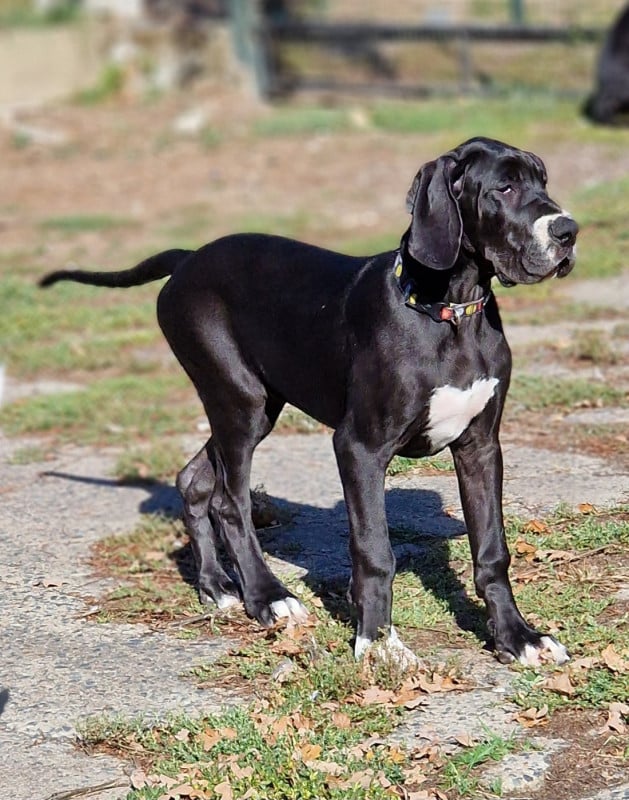 Dogue allemand - du domaine du rupt de mad